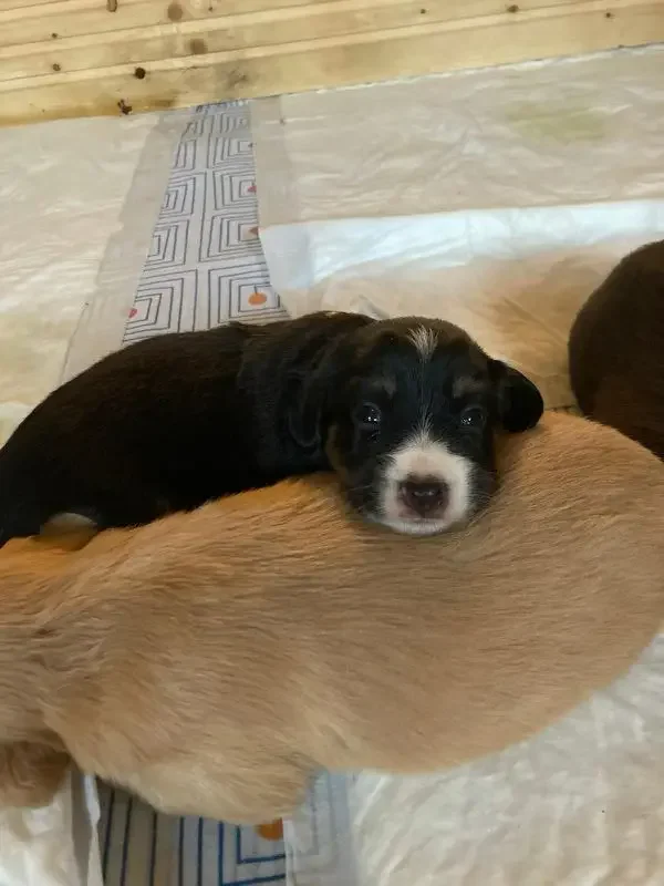 Osvojili chlupaté mimi